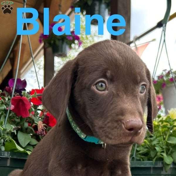 Blaine, Chocolate Labrador Retriever Puppy